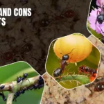 pros and cons of ants