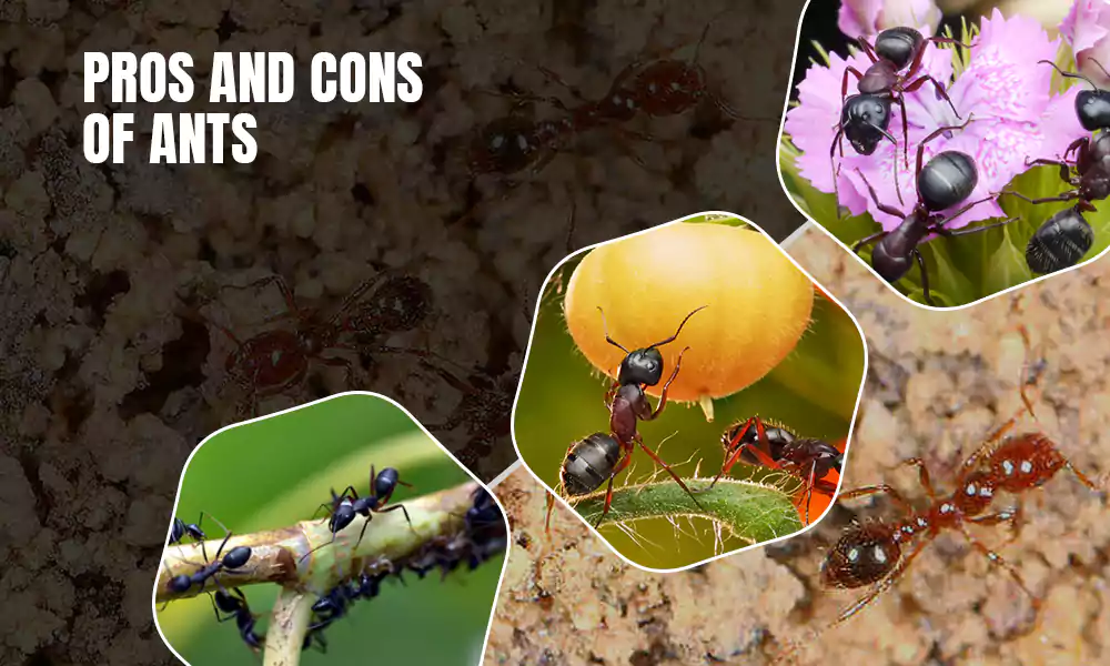 pros and cons of ants